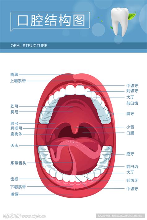 嘴巴器官|口腔